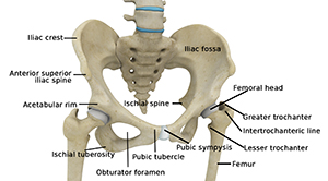 Normal Anatomy of the Hip Joint